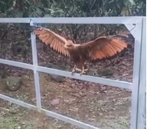 En Matilde Esther, cerca de Bucay, se rescató una ave rapaz que era torturada