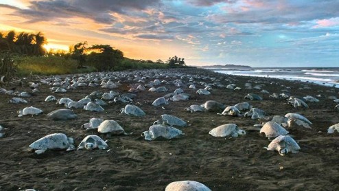 Observación de Tortugas en Costa Rica