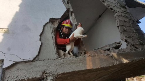 Los animalitos rescatados bajo los escombros del terremoto