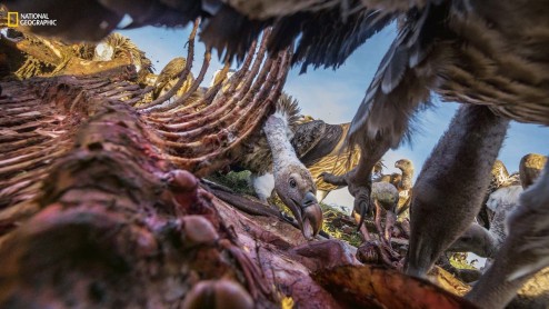 Las mejores fotos de animales del 2016, según National Geographic