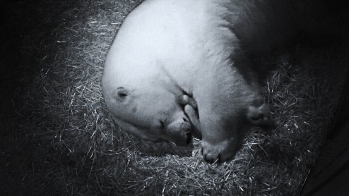 El reino animal en los zoológicos del mundo