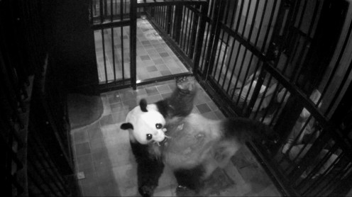 Después de 5 años nace la primera cría panda gigante en Tokio
