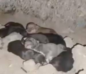 Esperanza tras el terremoto: Salvan a una perra y sus 10 cachorros nacidos en los escombros, en Colombia