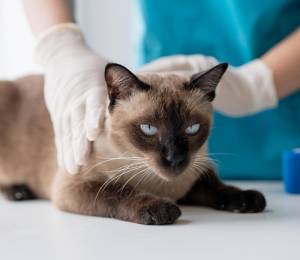 ¿Cada cuánto debe ir una mascota al veterinario? La importancia de los chequeos según expertos