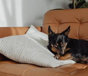 ¿Vives en departamento? Conoce los perros ideales para espacios pequeños y cómo garantizar su bienestar