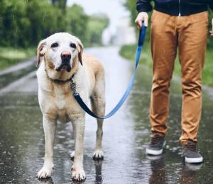 Imagen referencial de un perro y su tutor caminando en la lluvia.