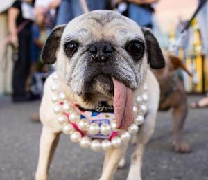 Jinny Lu, una pug rescatada del comercio de carne, es coronada como el 'Perro más feo del mundo' 2026