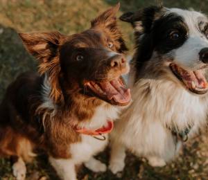 Imagen referencial de dos perros escuchando a su tutor.
