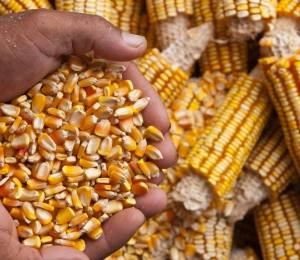 En un año normal, en Ecuador se cosecha alrededor de 250.000 toneladas métricas de maíz, entre septiembre y noviembre.