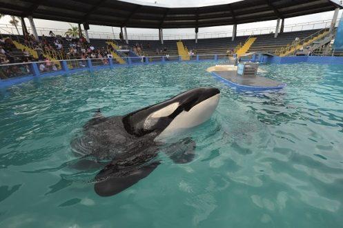 Niños activistas piden al Seaquarium de Miami liberar a la orca Lolita