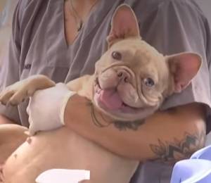 Uno de los 48 perros rescatados de un criadero clandestino en Perú.