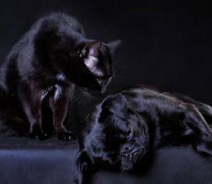 Un gato y perro negro.