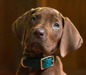 Por primera vez en la historia: Scooby-Doo será interpretado por un perro real en una nueva serie