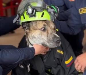 Bruno, el perro que pasó de una alcantarilla a ser miembro del Cuerpo de Bomberos en Bogotá