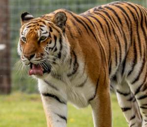 Un tigre del zoológico Yorkshire Wildlife Park en Inglaterra.