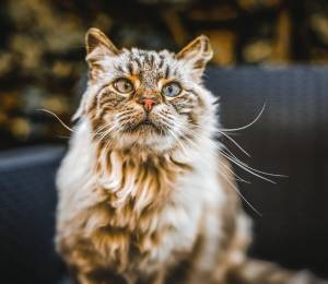 ¿Tu gato está envejeciendo? 10 señales clave que te ayudarán a detectarlo