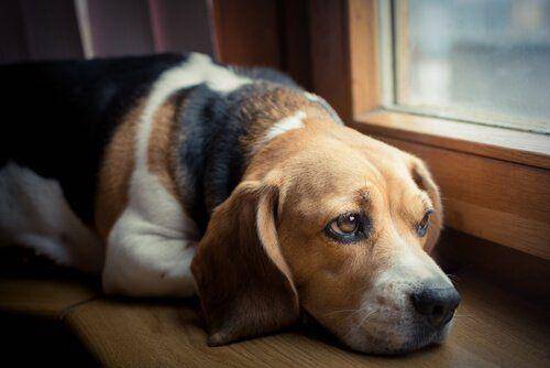 8 señales de que tu perro está sintiendo dolor