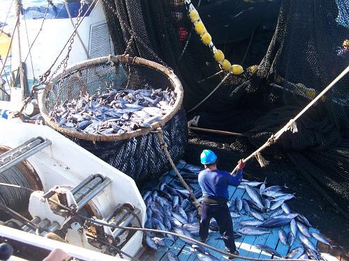 $!La certificación MSC garantiza el cumplimiento de estándares reconocidos internacionalmente, que cubren la pesca sostenible y la trazabilidad de pescados y mariscos, mediante certificación de la cadena de custodia, para la pesca extractiva.