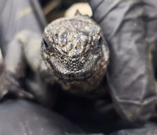 Tres extranjeros condenados a cuatro años de cárcel por intentar sacar 12 iguanas de Galápagos desde Guayaquil