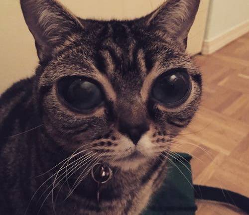 Matilda, la gata alienígena