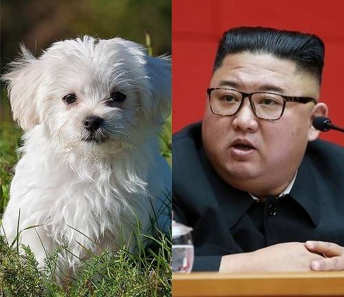 Kim Jong-un ordenó confiscar a todos los perros en la capital de Corea del Norte