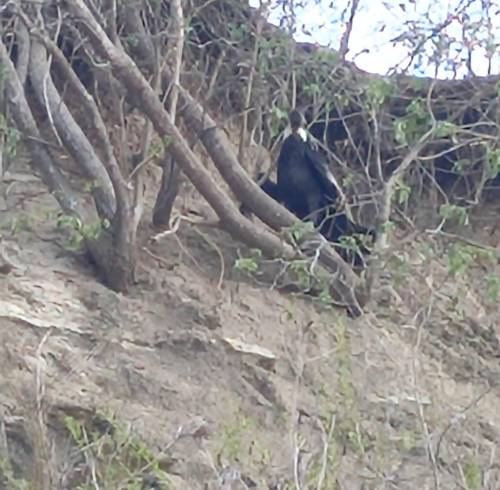 Cóndor andino fue visto en una playa de Muisne, Esmeraldas.