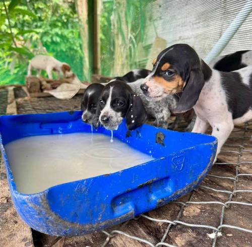Rescatan a una perra y sus cinco cachorros tras detectar infracciones de bienestar animal en Quito