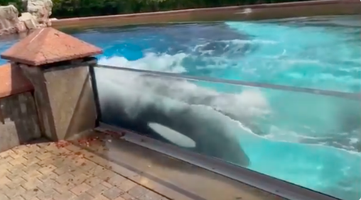 El angustiante video de una orca solitaria golpeándose contra su tanque tras perder a sus crías