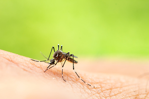 Alerta sobre peligroso brote de enfermedades combinadas: corona-dengue y corona- salmonella