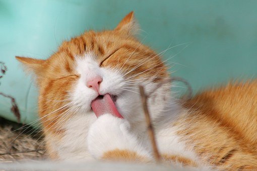 ¿Alérgico a los gatos?, científicos podrían tener la cura