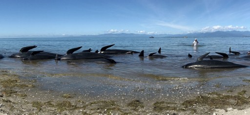 Centenares de ballenas encalladas logran regresar al mar en Nueva Zelanda