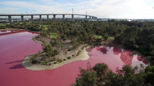 El agua de un lago australiano se tiñe de rosa