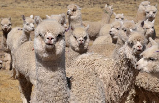 La alpaca de los Andes será clonada por científicos peruanos
