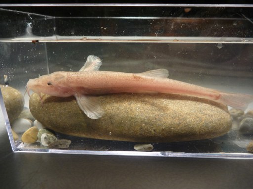 Buzo descubre un extraño pez cavernícola, el primero de Europa