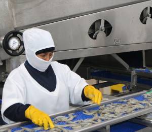 Fotografía que muestra a empleados del sector camaronero.