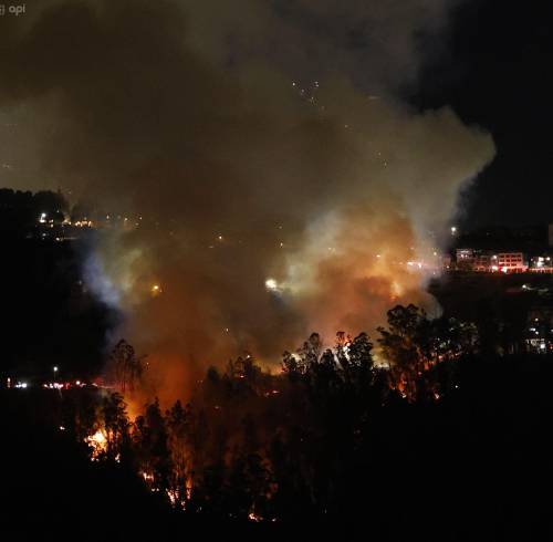 Fotografía que muestra vegetación consumida por las llamas por el incendio en La Vicentina.