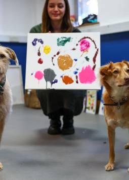 Perros sin hogar venden sus obras para financiar sus gastos