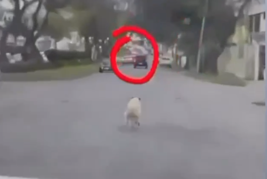 Captura del video en donde se observa al perro abandonado en Loja.