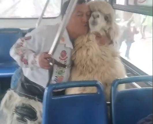 La historia de Paquito, la alpaca que viajó en bus en Quito: hasta pagó pasaje