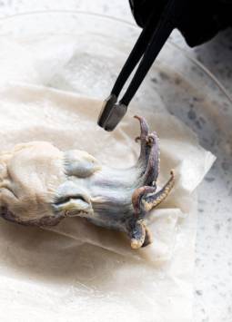 Imagen del Pulpo azul.