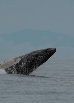Ver ballenas jorobadas en el feriado del 10 de Agosto: lugares y precios en la Costa de Ecuador