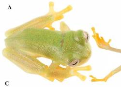 Nueva especie de rana de Ecuador, Nymphargus dajomesae, recibe nombre en honor a Neisi Dajomes