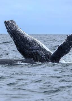 Ballena jorobada en costa ecuatoriana.