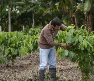 Un agricultor examina sus plantaciones de cacao.