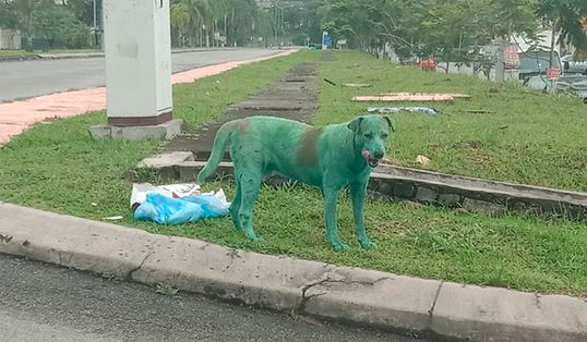 Perro pintado de verde lloraba por comida entre la basura
