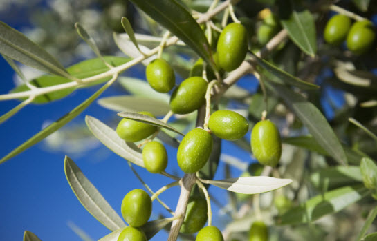 Ecuador y Palestina trabajan en proyecto de cooperación para el cultivo de olivares