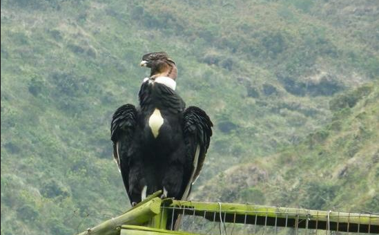 La caza de animales silvestres, tema pendiente en el Ecuador