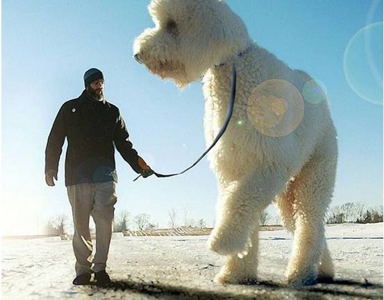 Juji, el perro gigante que enamora a Instagram