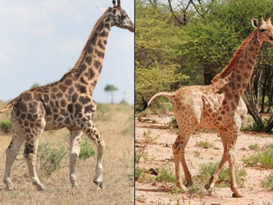 Descubren por primera vez a dos jirafas enanas