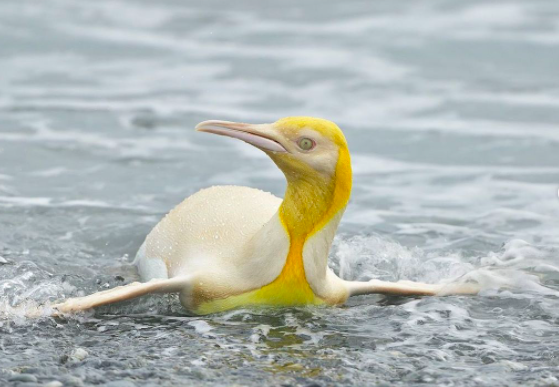 Fotógrafo captó un pingüino amarillo en isla del Atlántico Sur